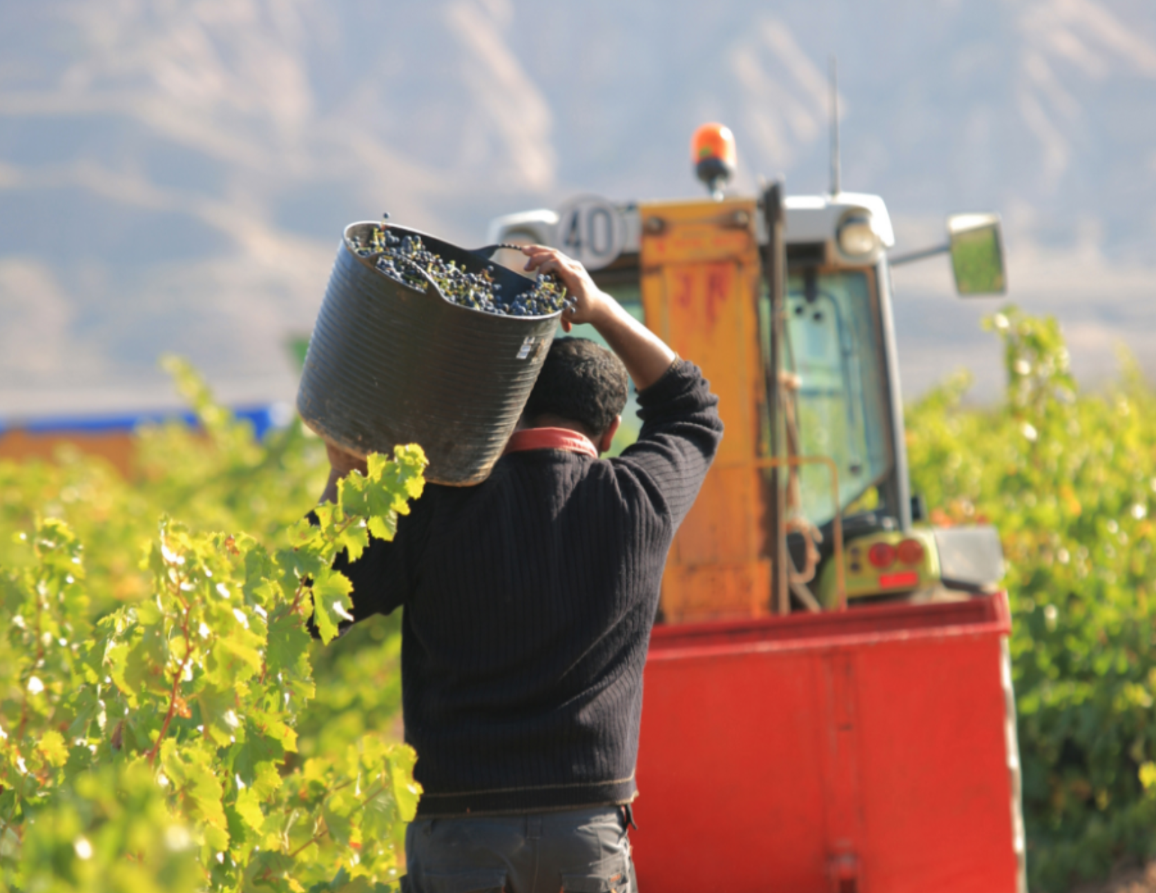Viñedos Ruiz Jiménez Winery